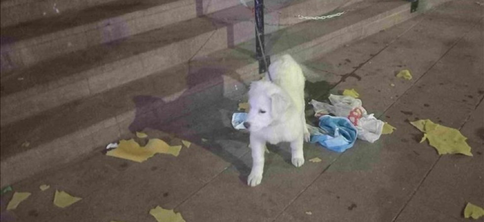 Cucciolo abbandonato in piazza nella notte, a lanciare l'allarme un cittadino