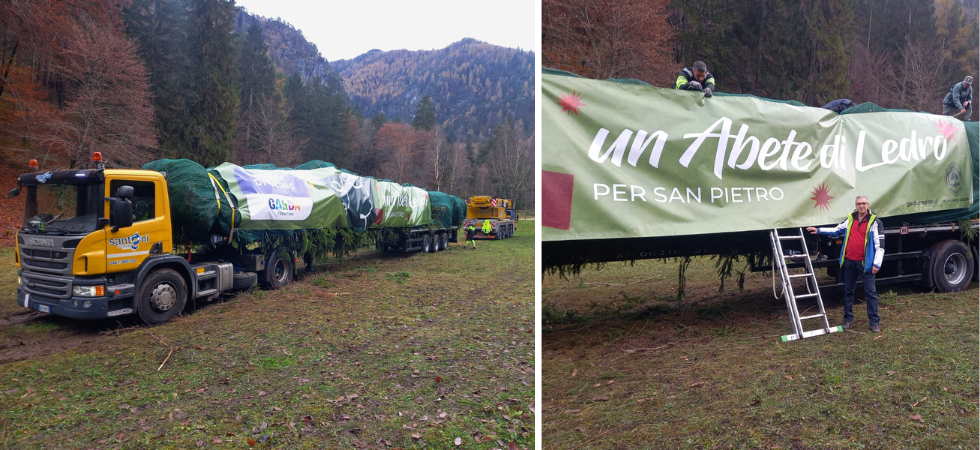 Tagliato e caricato sul camion, dopo le polemiche l'abete rosso di 29 metri in partenza dalla Val di Ledro per piazza San