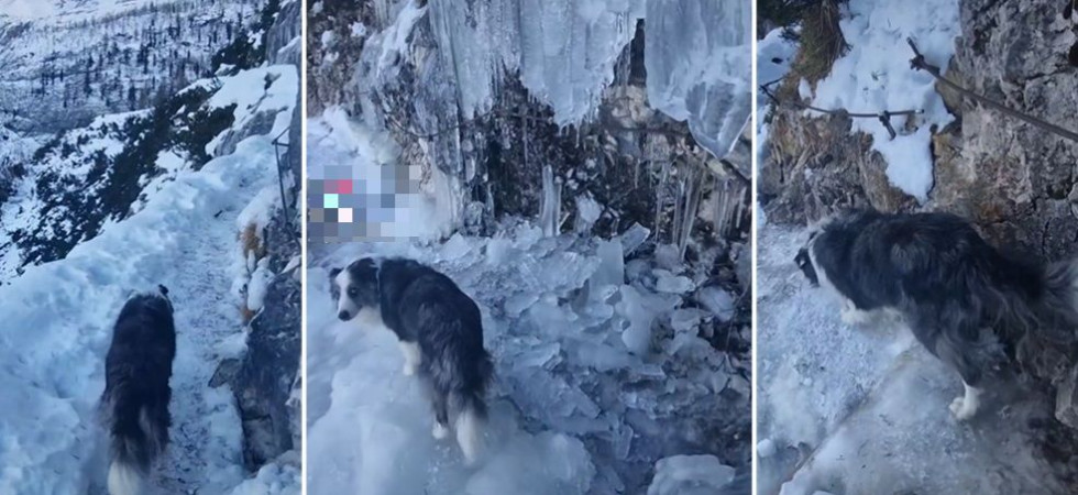 Il sentiero (attrezzato) è ghiacciato, il cane è libero e rischia di scivolare e il padrone gira il video (ALL'INTERNO)