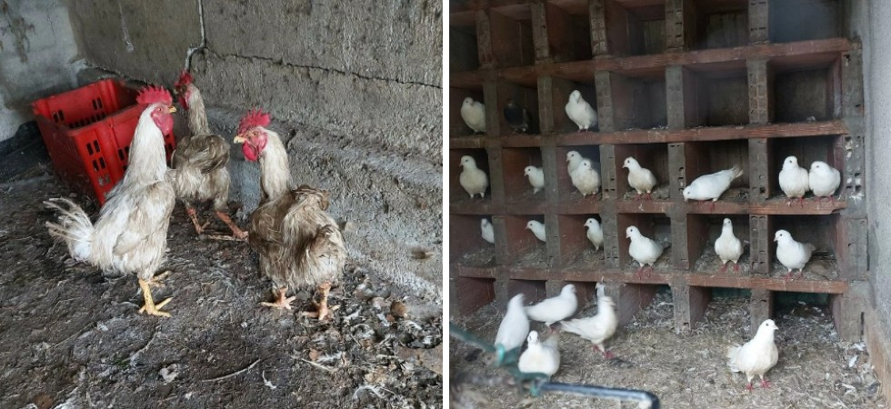 Più di 130 volatili rinchiusi in box per cani e in condizioni di degrado