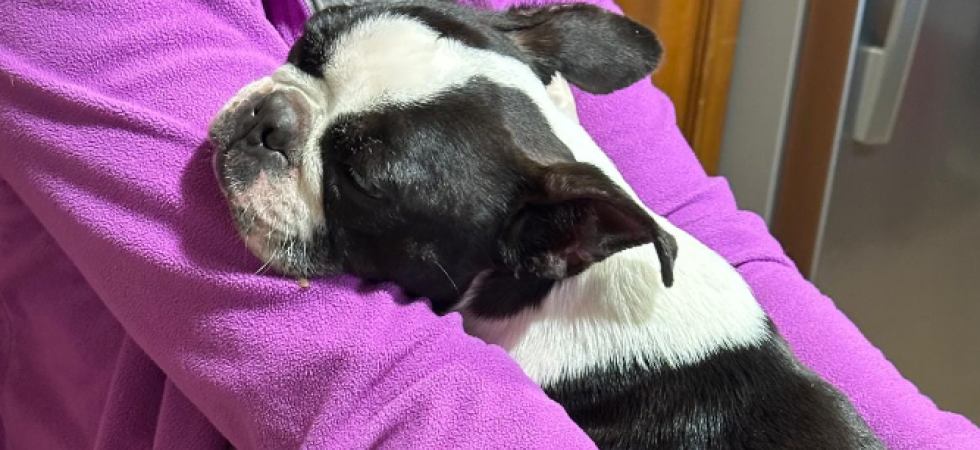 La seguono per 43 giorni anche grazie alle fototrappole, ma la cagnolina Viola non si lascia prendere