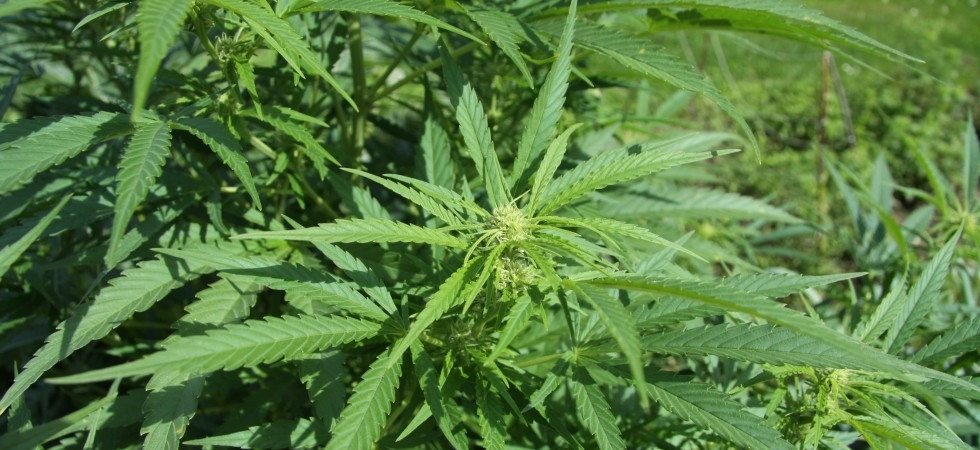 Coltivava marijuana, sequestrata dai carabinieri una serra con 55 piantine: nei guai un giovane, denunciato