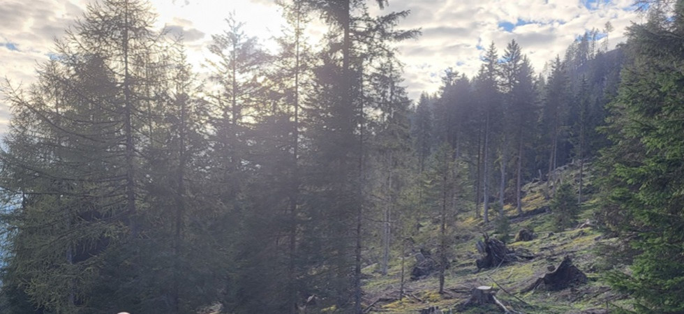 Cambiamenti climatici, effetti gravi sulla vegetazione nell'area alpina con l'aumento delle temperature