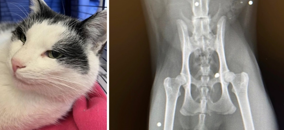 Gatto viene ferito a colpi d'arma da fuoco: "Una sconvolgente crudeltà"