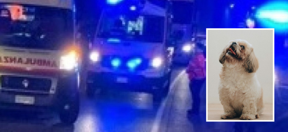 Investita da un'auto in corsa mentre cerca di recuperare il suo cagnolino (finito in mezzo alla strada)
