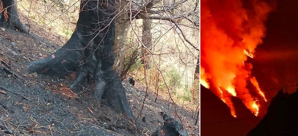 Siccità prolungata e vegetazione secca, scatta l'allerta per l'alto rischio incendi