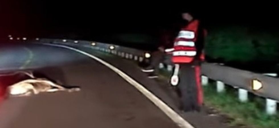 Ubriaca si mette alla guida del furgone (con i 4 figlioletti a bordo) e investe un cervo: nei guai una 38enne