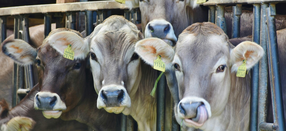Allarme tubercolosi, tre bovini trovati positivi: soppressi gli animali e chiusi due allevamenti in Tirolo