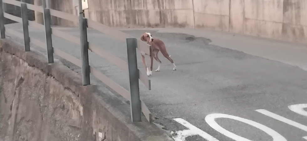 "Avvistato in centro ma non siamo riusciti a prenderlo", l'appello delle forze dell'ordine per un cagnolone