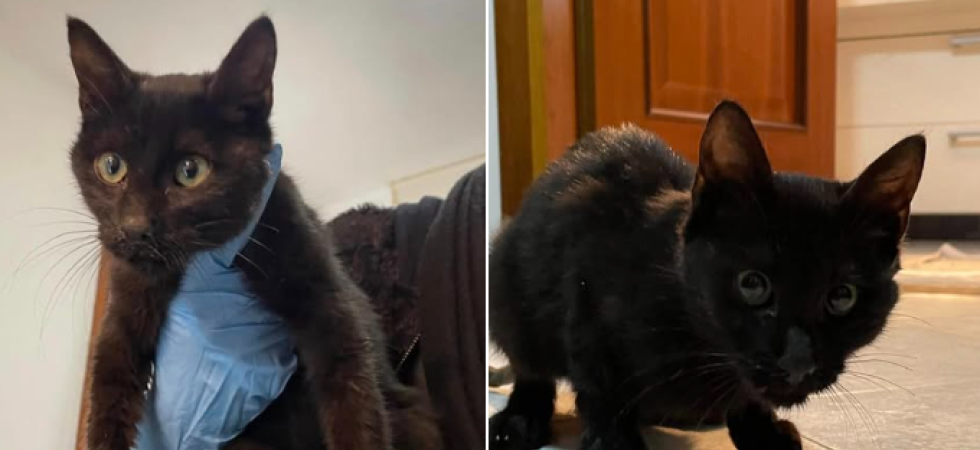 Gesto vergognoso, gettano una gattina di pochi mesi per strada: Ha male ad una zampa per la botta presa ma si riprenderà