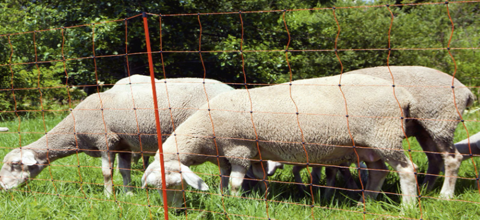 Le pecore escono dal recinto elettrificato e rovinano il campo di un privato che denuncia i pastori: assolti dal giudice