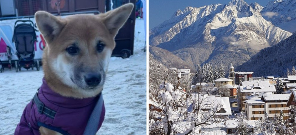 La cucciola Sky, scappata a San Silvestro, è stata ritrovata grazie alla cagnolina Trilly
