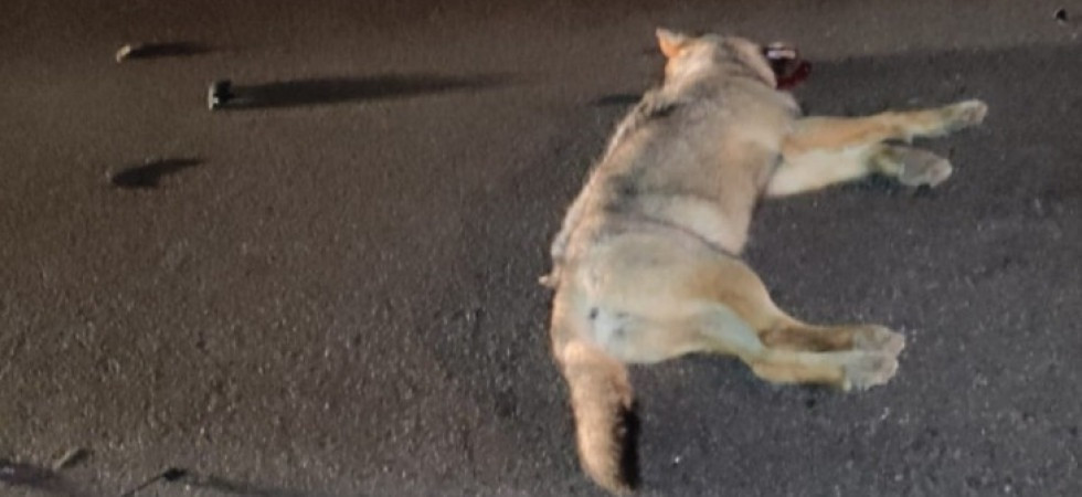 Foto archivio Lupo spunta all'improvviso sulla superstrada e un automobilista non riesce ad evitare l'impatto: morto l'animale