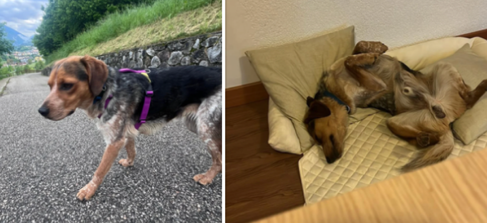"Non era il cane che 'desiderava' ma era l'amico a 4 zampe di cui aveva bisogno"