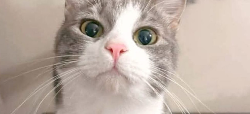 Ritrovata dopo quasi un anno di ricerche, l'incredibile storia della gattina Minù