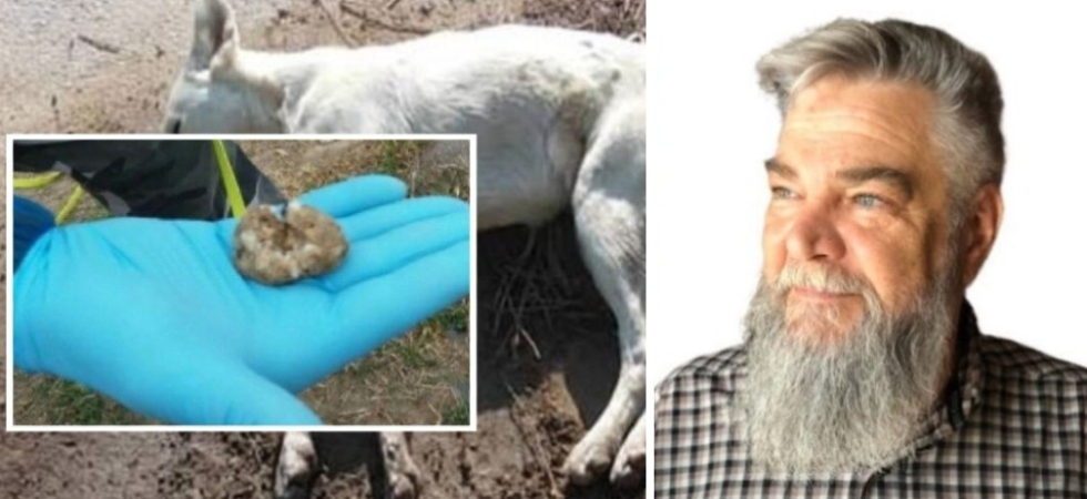 "Un cane avvelenato ogni due ore"