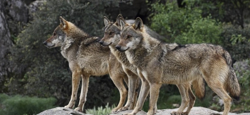Lupi, le associazioni puntano sul Consiglio di Stato