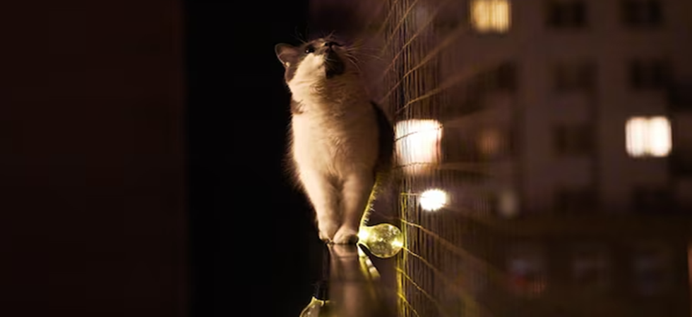 C'è una festa in casa e il gatto finisce fuori dalla finestra, precipita e muore
