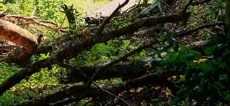 Si perdono tra gli alberi schiantati, momenti di apprensione per una coppia di 26 e 29 anni