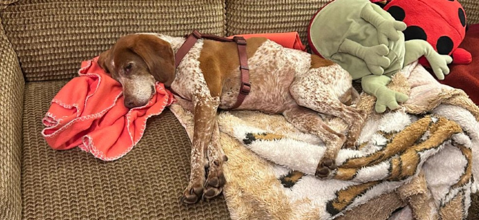 L'incredibile storia della cagnolina Josefine: terrorizzata dal temporale e sparita nel bosco