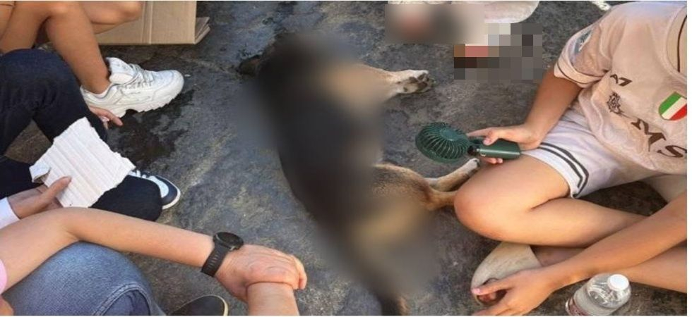 Scappa al padrone e finisce sul rettilineo finale: un cagnolino viene investito da una ciclista e muore
