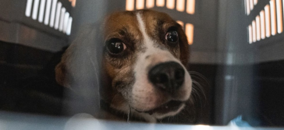 Il Tar ferma gli esperimenti su 800 beagle, Guarda: Una vittoria di civiltà: sentenza storica
