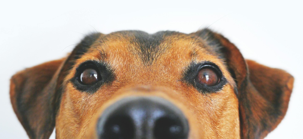 Tassa di soggiorno per i cani e anche per quelli residenti: si lavora al disegno di legge
