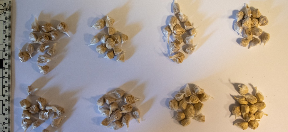 Viene ritrovato in possesso di 102 dosi di droga, pronte per lo spaccio: arrestato un 43enne