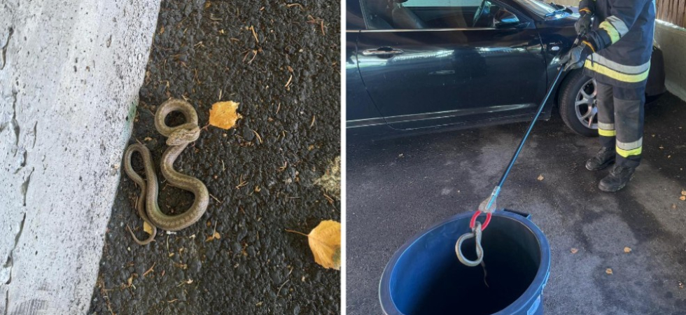 "C'è un serpente nel parcheggio", dopo la chiamata dei residenti scatta l'allarme e intervengono i vigili del fuoco