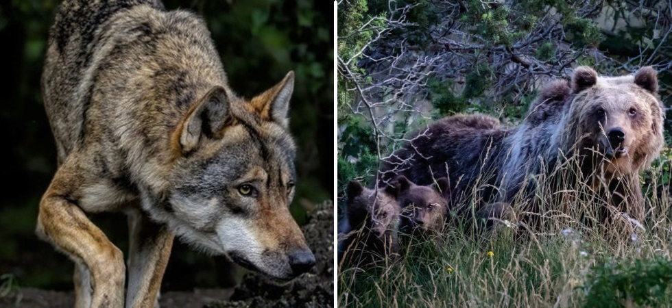 L'approccio ai Grandi Carnivori deve cambiare