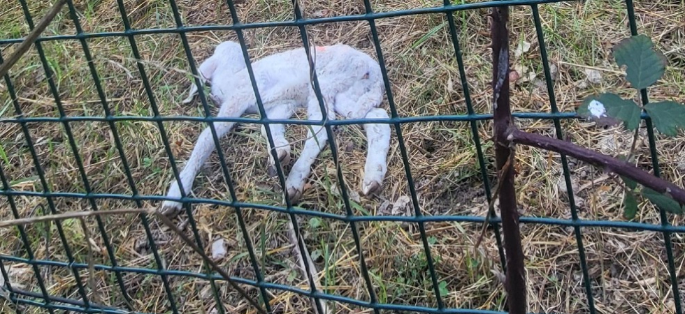 Due agnellini (di cui uno morto) trovati nelle vicinanze delle barriere autostradali