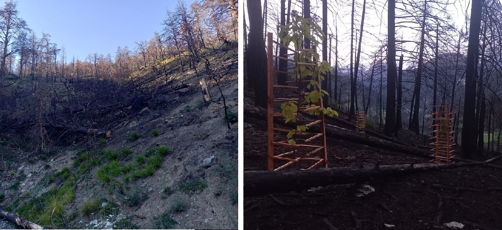La rinascita dopo il rogo: i boschi della Val Venosta risorgono dalle ceneri con specie resistenti al calore e alla siccità