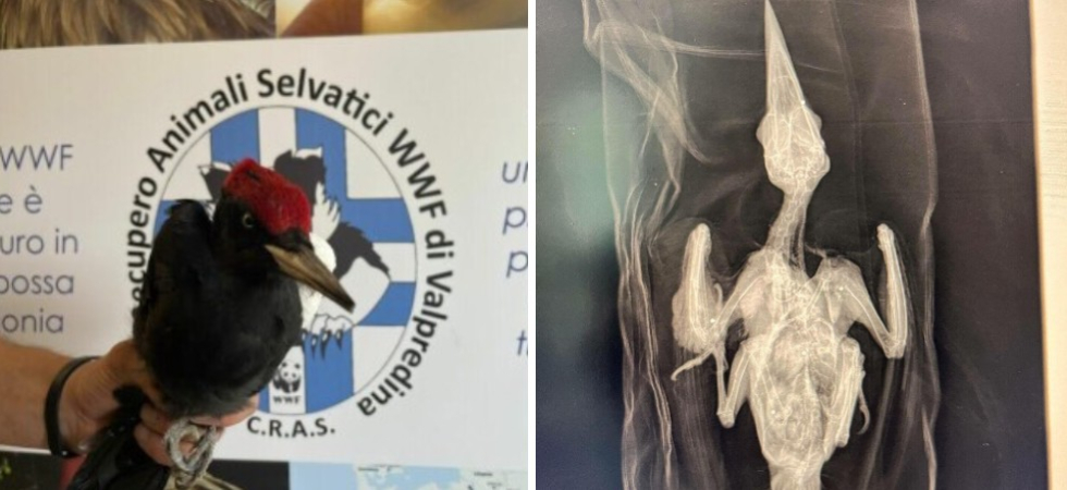 Raro picchio nero ucciso a fucilate, inutili i tentativi di salvarlo