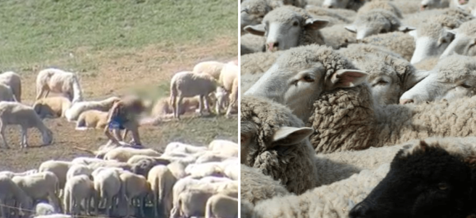 Maltrattamenti al gregge: confermata la confisca di oltre 400 ovini