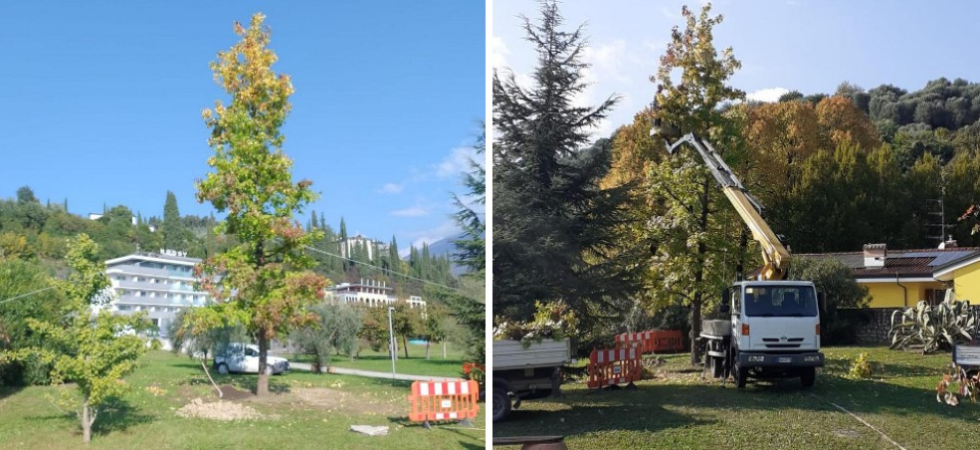 Demolizione ospedale, quattro grandi alberi salvati dall'abbattimento