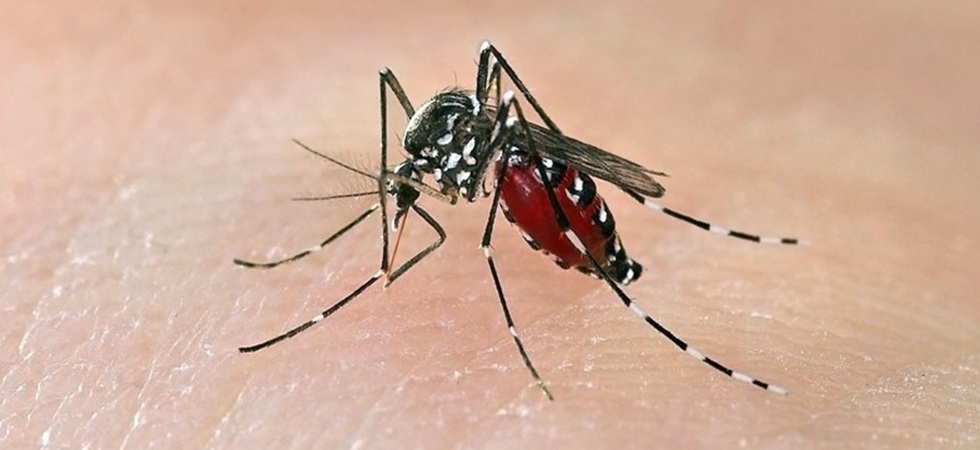 Chikungunya, salgono a 62 i casi autoctoni in Veneto (ma nessun paziente ricoverato): il bollettino