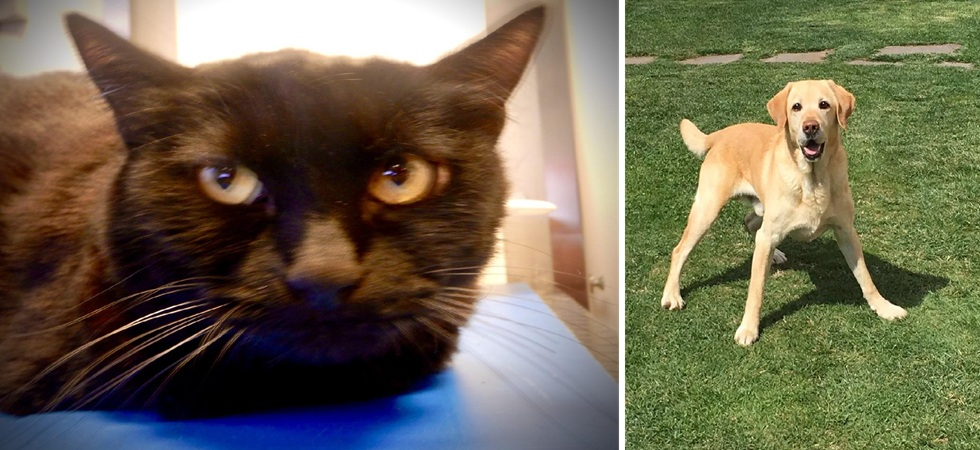 Abbandonato perché "diverso", ma trovato da un cane e salvato