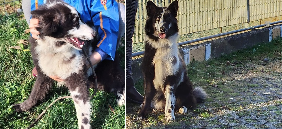 Aria, la cucciola di pastore del Lagorai rimasta da sola cerca una nuova casa