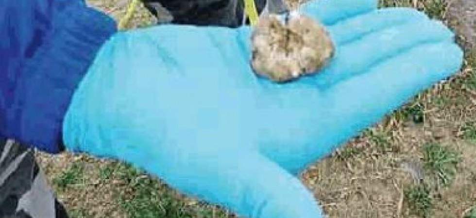 Numerose esche avvelenate trovate in paese, l'allarme del Comune: "Pericolo per animali e bambini"