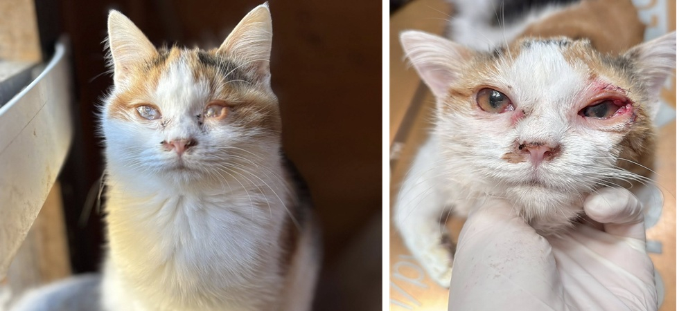 Nuvola, la gattina che ha rischiato la cecità: l’incredibile recupero dopo il salvataggio con altri 28 mici