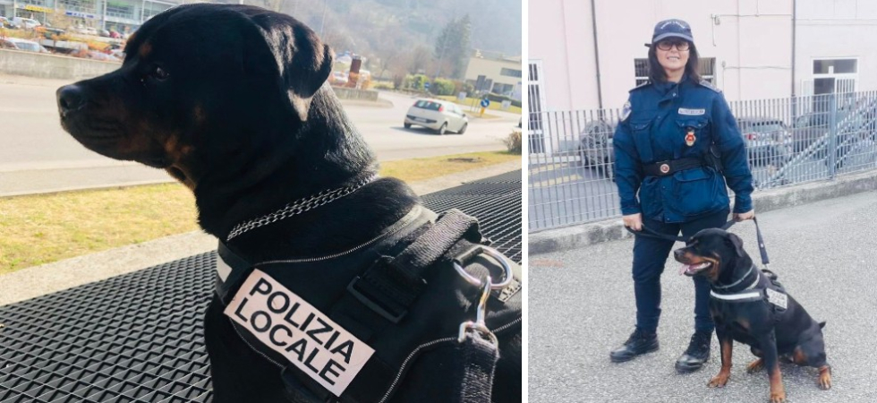 È morta Elsa, il cane-antidroga della polizia locale: Compagna di viaggio fedele