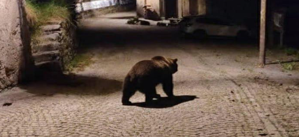 Un orso tra le vie del paese, ma non è un plantigrado è una bufala''