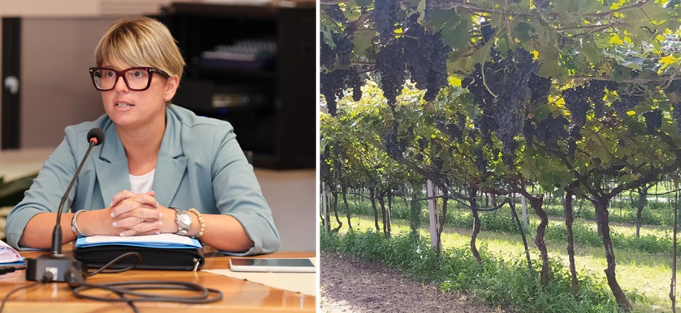 Boom di richieste di agevolazioni provinciali nel settore vitivinicolo