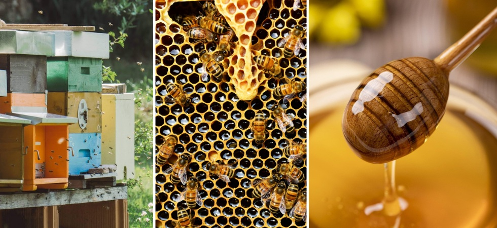 "Mieli del Trentino", qualità in crescita: 21 aziende premiate in un’edizione che celebra biodiversità