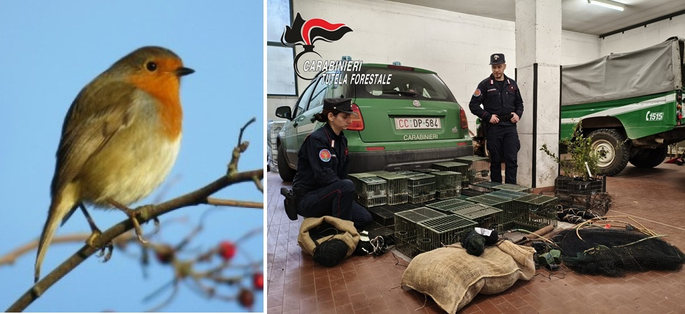 Centoventi metri di reti allestite per catture uccellini illegalmente: denunciato un 79enne