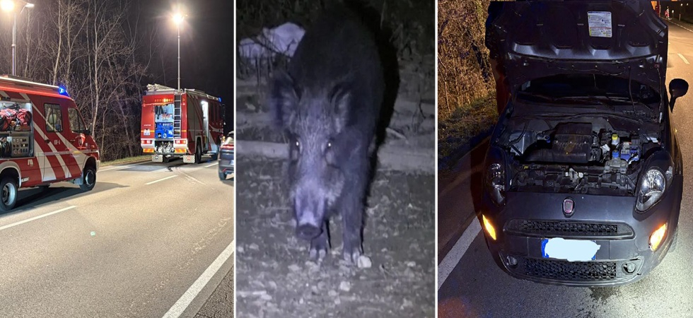 Il cinghiale sbuca all'improvviso in strada, l'impatto violentissimo contro un'auto