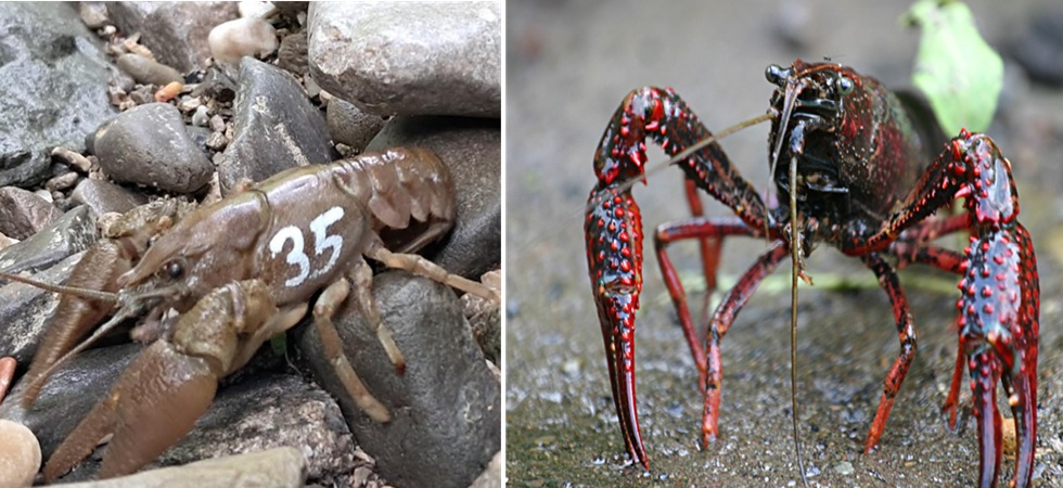 A sinistra la specie autoctona, a destra il gambero killer della Louisiana (Foto tratta da wikipedia) A sinistra la specie autoctona, a destra il gambero killer della Louisiana (Foto tratta da wikipedia)