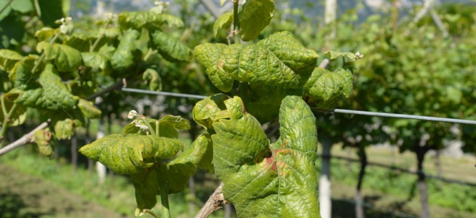 Caldo e siccità favoriscono gli insetti dannosi ma l'agricoltura regge: La Flavescenza dorata è però partita in anticipo
