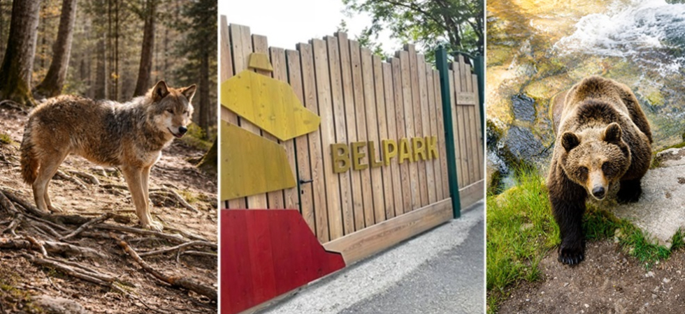 Foto del lupo e dell'orso M89 di Stefano Gasperetti per il Parco faunistico di Spormaggiore