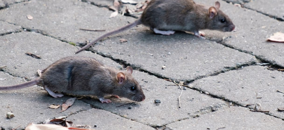 Proliferano i ratti nel parco, ordinanza del sindaco: Divieto di introdurre cibo e bevande e di gettare scarti alimentari